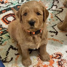 Doc- Orange - Apricot male Goldendoodle puppy in Bay City, Texas from Charming Doods Goldendoodles
