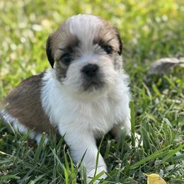 Shih Tzus from Britz Shihtz for adoption