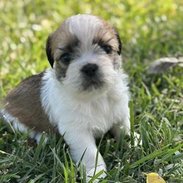 Shih Tzus from Britz Shihtz for adoption