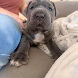 Orange - Blue female Neapolitan Mastiff puppy in Ramona, California from San Diego Mastiff