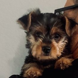 Yorkshire Terriers from Schererpups