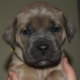 Yellow - Gray and fawn female Cane Corso puppy in Sault Ste Marie, Michigan from Willow Creek Cane Corsos