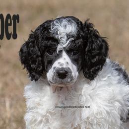 Cooper - Parti male Poodle puppy in Saint Cloud, Minnesota from Grace Kennel