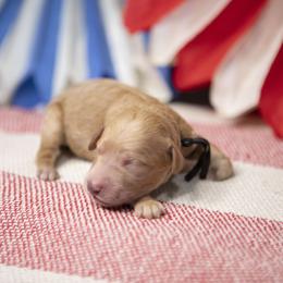 Rocky - Apricot male Goldendoodle puppy in Seffner, Florida from Gold Diamond Pup