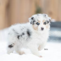 Lumen - Blue merle male Australian Shepherd puppy in Woodford, Virginia from Skyborne Australian Shepherds
