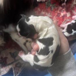 Boy 2 - Black and white male English Springer Spaniel puppy in Huntingdon, Pennsylvania from Indian Creek Springers and Doxies