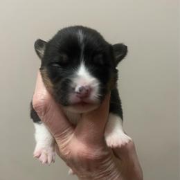 MO-05 - Black and tan female Pembroke Welsh Corgi puppy in Stockton, Iowa from Infinity Corgis