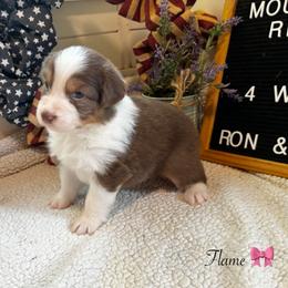 Flame - Red tri-color female Australian Shepherd puppy in Murrayville, Georgia from Mountain Ridge Aussies