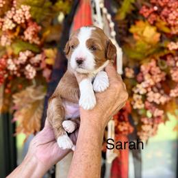 Sarah Sanderson - Red  female Goldendoodle puppy in Springville, Utah from JW Doodles
