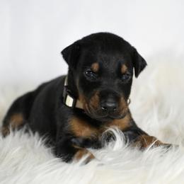 Ammo - Black and rust male Doberman Pinscher puppy in Overton, Texas from Obsidian Kennel