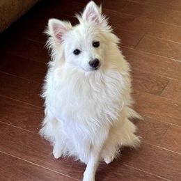 St.Sebastiano - male Volpino Italiano puppy in Irvine, California from Blessed Volpino Italiano