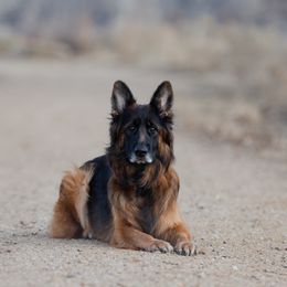 Australian Shepherds and German Shepherds from Coal Creek Shepherds