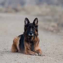 Australian Shepherds and German Shepherds from Coal Creek Shepherds