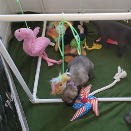 Irish Wolfhound Puppies from Wicked Wolfhounds Ltd.