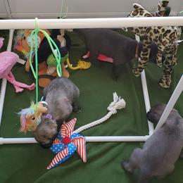 Irish Wolfhound Puppies from Wicked Wolfhounds Ltd.