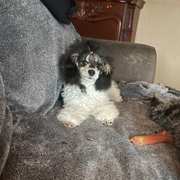 Chief - Poodle