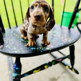 Dachshund Puppies from Mini Doxies of the South