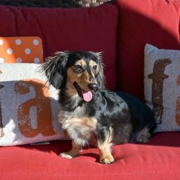 Furnancy - Dachshund