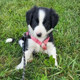Porky - White and black male Bordoodle puppy in Fredericktown, Ohio from Brisby Bordoodles