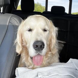 Maverick - Golden Retriever