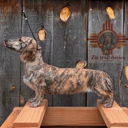 Hemi - Dachshund
