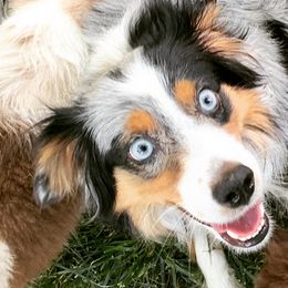 Miniature Australian Shepherds and Toy Australian Shepherds from StoneHaus Hollow
