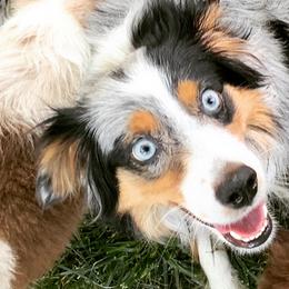 Miniature Australian Shepherds and Toy Australian Shepherds from StoneHaus Hollow