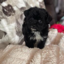 Pomapoo 'Dot' - female Pomeranian puppy in Stuart, Virginia from Lil Aussie Posse