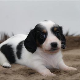 Female 2 - Piebald female Dachshund puppy in Childress, Texas from Taylor Farms