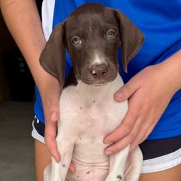Duke - Liver and white male German Shorthaired Pointer puppy in Sareki, Georgia from Andre Family Farms & Kennels