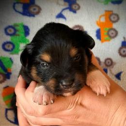 Squirrel - Black tri male Toy Australian Shepherd puppy in North Lakeport, California from Wild Rose Ranch