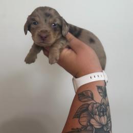Breezy - Dapple female Dachshund puppy in Mc Alester, Ok, Oklahoma from New Hope Miniature Dachshunds