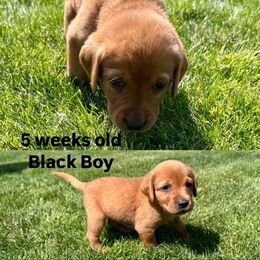 Labrador Retriever Puppies from McEnpoint Red Labs