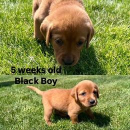 Labrador Retriever Puppies from McEnpoint Red Labs