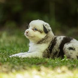 GT - Blue merle male Miniature American Shepherd puppy in Franklinville, North Carolina from Fine Hill Miniature Americans