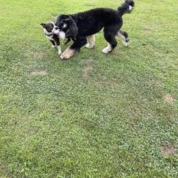 Bernedoodle All Grown Up from Backwoods Bernedoodles