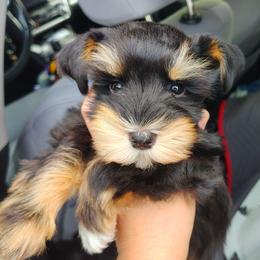 Calcifer - Black and silver male Miniature Schnauzer puppy in Florida from Central Florida Schnauzers
