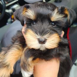 Calcifer - Black and silver male Miniature Schnauzer puppy in Florida from Central Florida Schnauzers