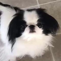 Lucy - Japanese Chin