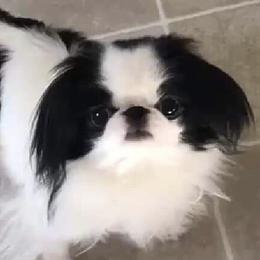 Lucy - Japanese Chin