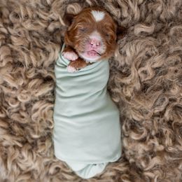Australian Labradoodle Puppies from Swinging Gate Labradoodles