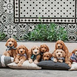 Goldendoodle Puppies from Deer Valley Doodles