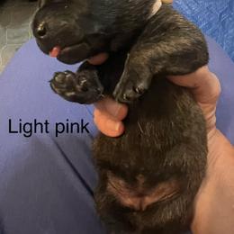 Light Pink - Black brindle female Dutch Shepherd puppy in Raceland, Louisiana from Fontana Farm