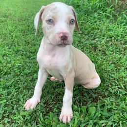 Green collar female - Red merle female Catahoula Leopard Dog puppy in Gadsden, Alabama from Rich Cat’s