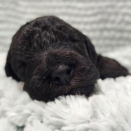 Celine - Blue female Bedlington Terrier puppy in Rincon, Georgia from Prismic Bedlington Terriers