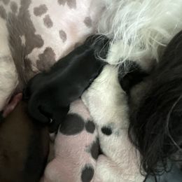 Milo - Black and white Chinese Crested puppy in Natick, Massachusetts from Mindy Dobrow's Chinese Crested Puppies and standard poodles