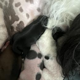 Milo - Black and white Chinese Crested puppy in Natick, Massachusetts from Mindy Dobrow's Chinese Crested Puppies and standard poodles