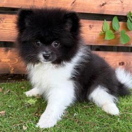 Skill - Black parti male Pomeranian puppy in San Antonio, Texas from San Antonio Pomeranian