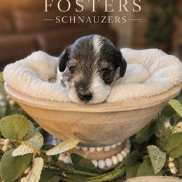Boy 1 - Parti male Miniature Schnauzer puppy in Kersey, Colorado from Fosters Schnauzers