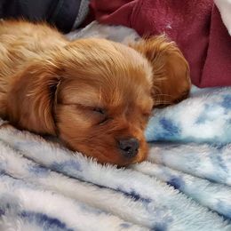 Cavalier King Charles Spaniel Puppies from Liberty Acres Kennels